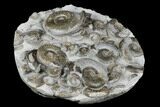 Fossil Ammonite (Psiloceras) Cluster - Holderness Coast, England #176342-3